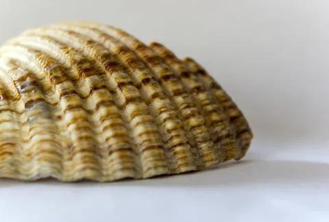 A macro shot of a conch shell with naturally formed pattern on an isolated wh Stock Photos
