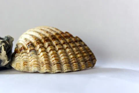 A macro shot of a conch shell with naturally formed pattern on an isolated wh 写真素材