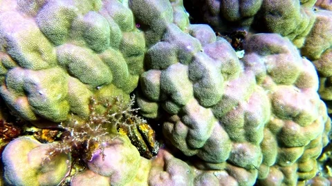 Macro Shot of Coral Reef and Small Marine Creature With Gloved Hand Underwater Stock Footage 344427404