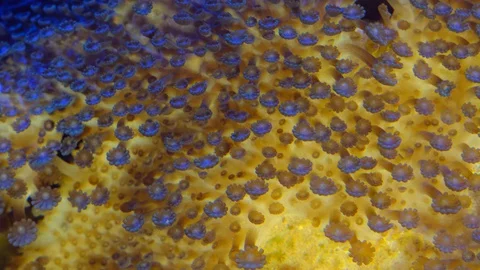 Macro Shot Of coral reef polyps Video stock 129237504