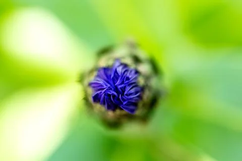 Macro shot of a cornflower bud Stock Photos