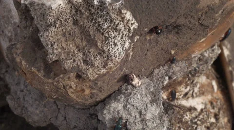 Macro Shot of Cow Bones Dead from Drought Famine Global Warming Stock Footage 36538939