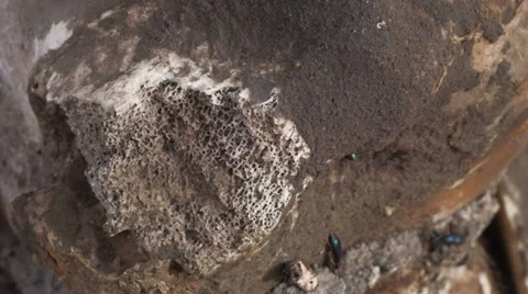 Macro Shot of Cow Bones Dead from Drought Famine Global Warming Stock Footage 36539139