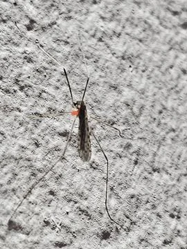 Macro Shot of Crane Fly with Red Parasitic Mite Attached Stock Photos