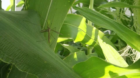 Macro shot of crane fly resting in the shade of a corn plant in garden Stock Footage 146923412