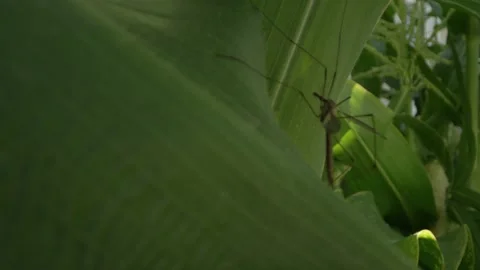 Macro shot of crane fly resting in the shade of a corn plant in garden Stock Footage 146923667