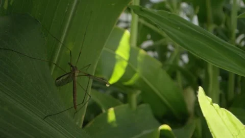 Macro shot of crane fly resting in the shade of a corn plant in garden Video stock 146924289