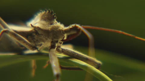 Macro shot of creepy insect on leaf Stock Footage 146432793