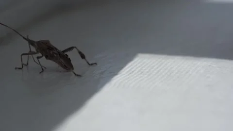 Macro Shot Of A Cricket, Small Insect Species On A White Background Stock Footage 157997693