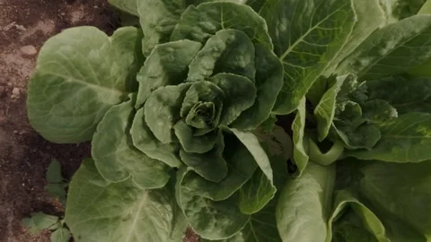 Macro Shot of Crisp Lettuce Leaves Stock Footage 337185239