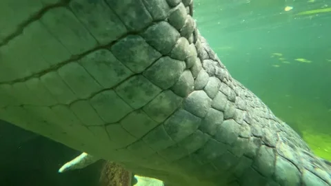 A macro shot of a crocodile floating underwater. 4K Stock Footage 236712001