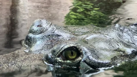 Macro Shot of a Crocodile Head with Open Green Eye in Water Close-Up 4K Stock Footage 204791209