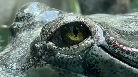 Macro Shot of a Crocodile Head with Open Green Eye in Water Close-Up. 4K video  Stock Footage 207811110