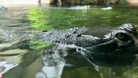 Macro shot of a crocodile head in water. Crocodile eye close-up. 4K. Stock Footage 233208653