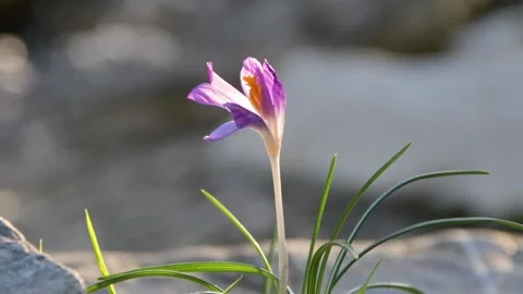 Macro shot of crocus against blurred rocks.Beautiful spring flower with sunlight Stock Footage 303753642