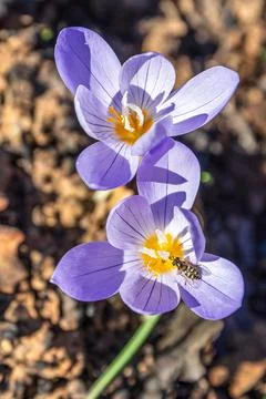 Macro shot of crocus pulchellus or hairy crocus early spring purple flower,.. Stock Photos