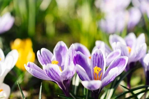 Macro shot of Crocus Vernus Pickwick in full bloom, vibrant violet petals with Stock Photos