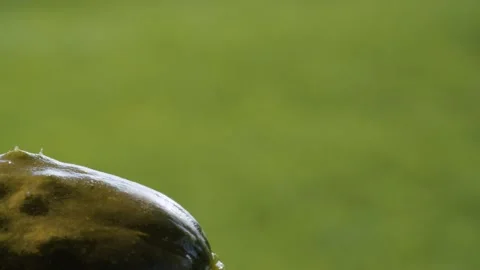 Macro shot of a cucumber Stock Footage 137644470