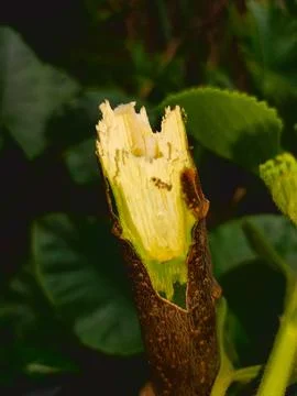 Macro shot of a cut cassava stem, showcasing its propagation method. Foto stock
