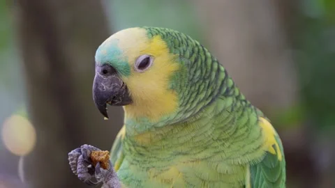 Macro shot of cute Blue-fronted Amazon Bird eating snack in wilderness,4K Stock Footage 159847337