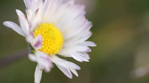 Macro shot of daisy flower moved by the wind in wild nature Stock Footage 149844079
