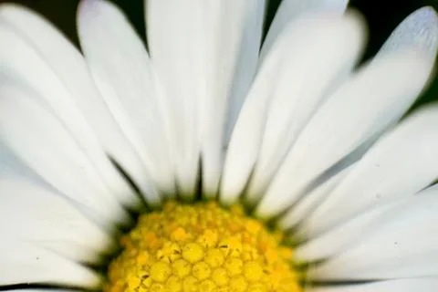 Macro shot of daisy Stock Photos