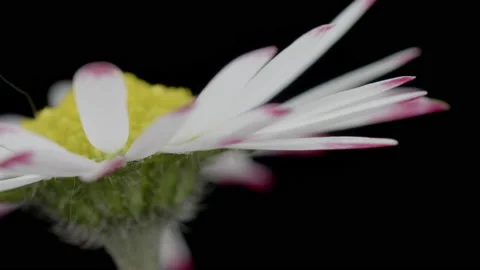 A macro shot of a daisy rotating against a black background. 4K locked tripod Stock Footage 154369056