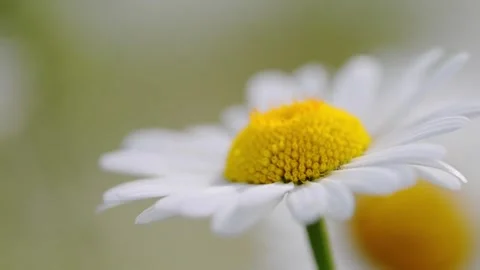 Macro shot of a daisy swaying in the wind, capturing the essence of spring in a Stock Footage 295363846