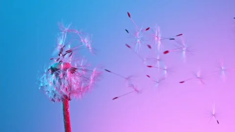 Macro Shot of Dandelion being blown Stock Footage 154430091