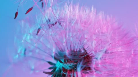 Macro Shot of Dandelion being blown Stock Footage 154430140