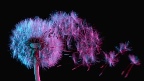Macro Shot of Dandelion being blown Stock Footage 154500208