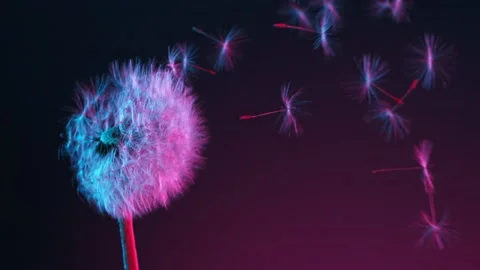 Macro Shot of Dandelion being blown Stock Footage 156747561