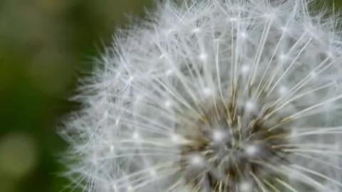 Macro Shot of Dandelion being blown in super slow motion. Stock Footage 187101554