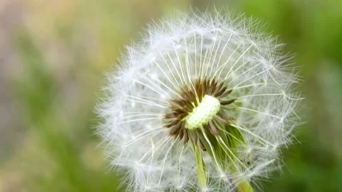 Macro Shot of Dandelion being blown in super slow motion. Stock Footage 187101621