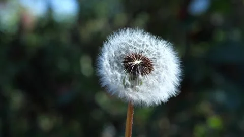 Macro Shot of Dandelion being blown in super slow motion. Stock Footage 221323423