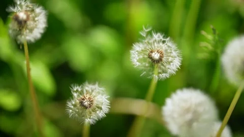 Macro Shot of Dandelion being blown. Summer day. Meadow. Green grass. Many Stock Footage 241301537