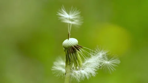 Macro Shot of Dandelion being blown. Video stock 250739623