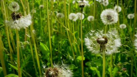 Macro Shot of Dandelion being blown in super slow motion. Filmed on high speed Video stock 270069389
