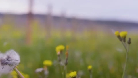 Macro shot of a dandelion being blown up and losing its seeds, in a garden Stock Footage 289744283