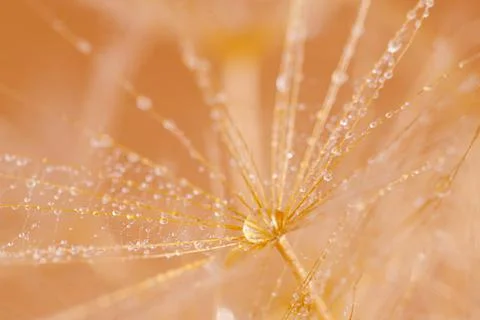 Macro shot of dandelion with droplets Stock Photos