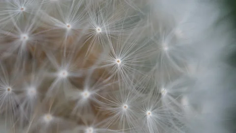 A macro shot of a dandelion flower. Stock Footage 166358039