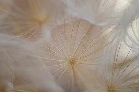 Macro shot of a dandelion flower. Stock Photos