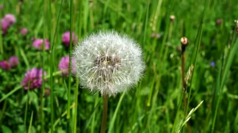 Macro shot of a dandelion Stock Footage 53880702