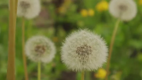 Macro Shot of Dandelion Stock Footage 249206254