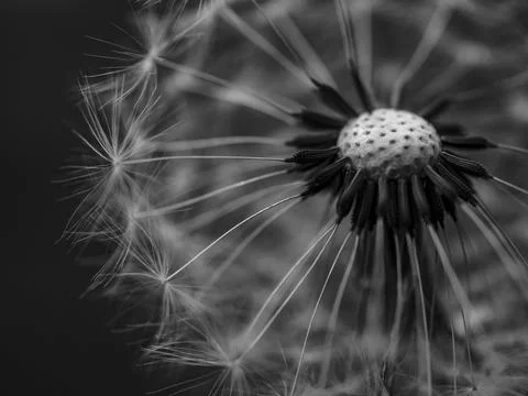 Macro shot of a dandelion in gray scale Stock-Fotos