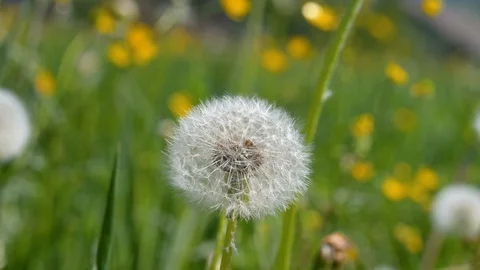 Macro shot of a dandelion on a green spring meadow in the wind Stock Footage 128929538