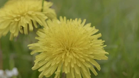 Macro shot of a dandelion, with its yellow pistils Stock Footage 289744494