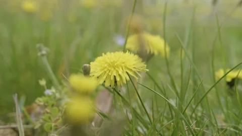 Macro shot of a dandelion in a lush flower garden, in France Stock Footage 289744305