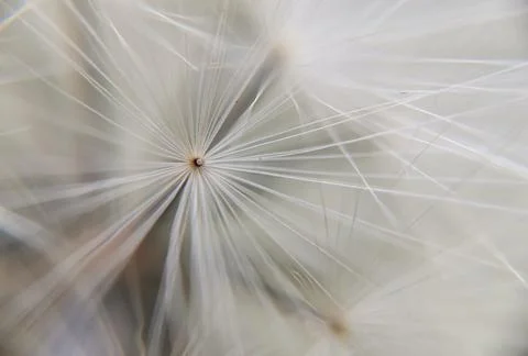 Macro shot of the dandelion pattern. Stock Photos