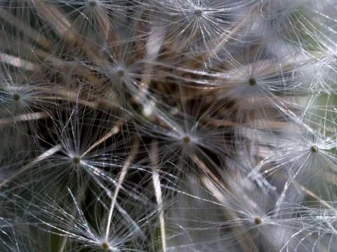Macro shot of a dandelion. Stock Photos
